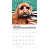 Willow Creek Press What Dogs Teach Us 2026 12" X 12" Wall Calendar